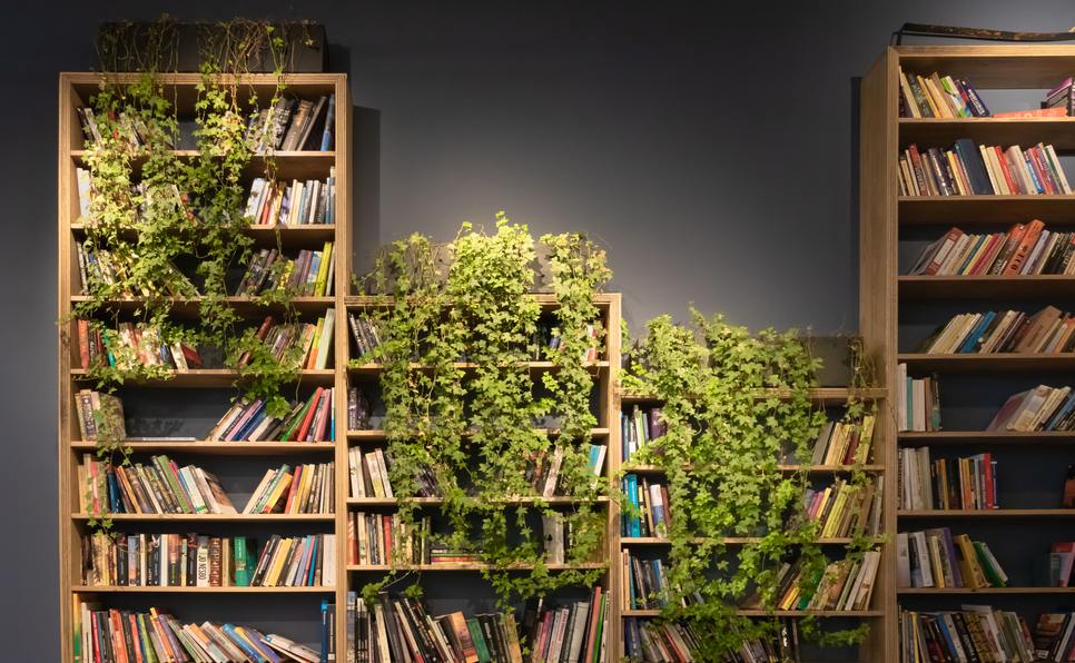 Top 10 Books for Aspiring Authors on bookshelf with plants
