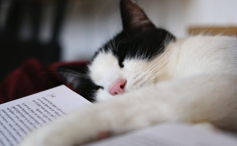 What happens if your book doesn't sell on submission: A cat looking sad lying on an open book